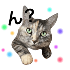 [LINEスタンプ] うちのにゃんにゃん♡