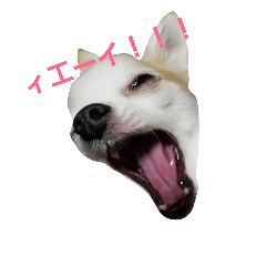 [LINEスタンプ] ちわわ日和り