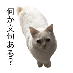 [LINEスタンプ] 眉間が強めの猫