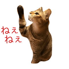 [LINEスタンプ] 猫好きの人のスタンプです