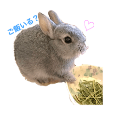 [LINEスタンプ] うさぎのぷーちん