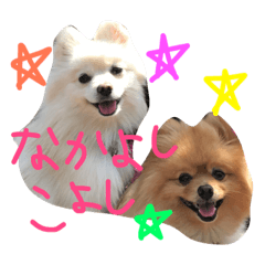 [LINEスタンプ] ポメラニアンのぽことぺこ
