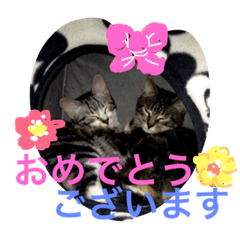 [LINEスタンプ] かいとりく