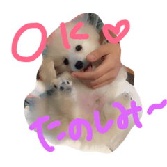 [LINEスタンプ] ポメックスはち 1