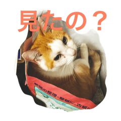 [LINEスタンプ] 猫の日曜日