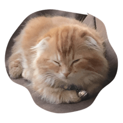 [LINEスタンプ] こだちゃん