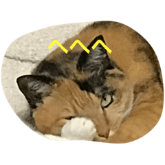 [LINEスタンプ] my nekoes