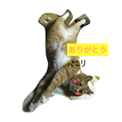[LINEスタンプ] Private life of a cat