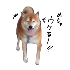 [LINEスタンプ] まいにちまろん3