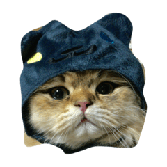 [LINEスタンプ] tell with the expression of the cat