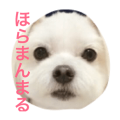 [LINEスタンプ] アラン君の日常