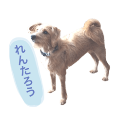 [LINEスタンプ] もしゃ犬れんたろう