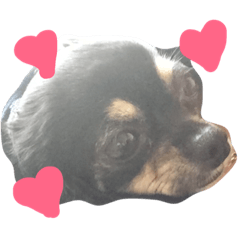 [LINEスタンプ] ブラックタンのチワワ  ちくわちゃん