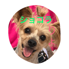 [LINEスタンプ] syocoramama