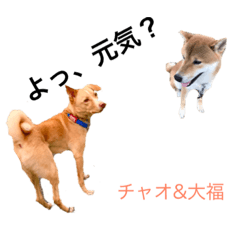 [LINEスタンプ] 大福チクワとチャオ君