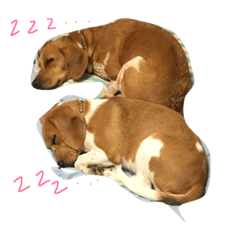 [LINEスタンプ] チョロミ倶楽部へようこそ
