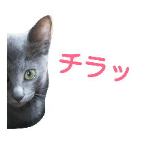[LINEスタンプ] 子猫のロゼッタ