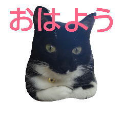 [LINEスタンプ] 靴下ねこ2