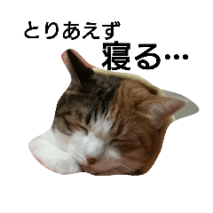 [LINEスタンプ] 猫のSeeちゃん 2の画像（メイン）