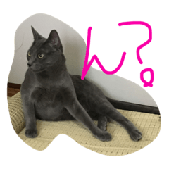 [LINEスタンプ] I love cats...