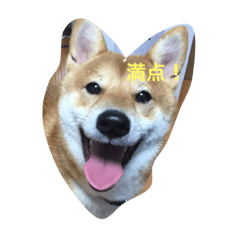 [LINEスタンプ] 芝犬 そら二郎