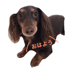 [LINEスタンプ] ダックスフンド/ちろるのスタンプ