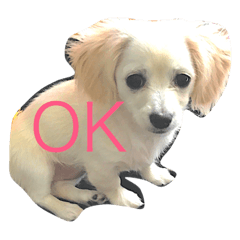 [LINEスタンプ] のんびりクロエちゃん