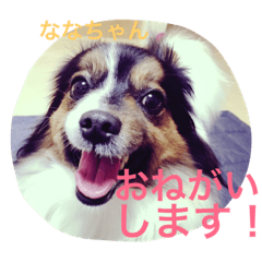 [LINEスタンプ] パピマル＊ななちゃん