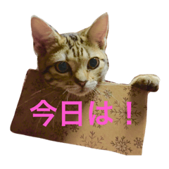 [LINEスタンプ] chako1.2