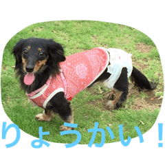 [LINEスタンプ] 犬＆フェレット