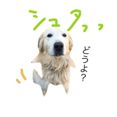 [LINEスタンプ] 犬のNさん