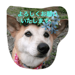 [LINEスタンプ] ドックアシスト千手
