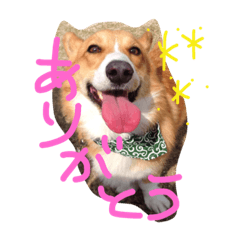 [LINEスタンプ] コーギーのパコ
