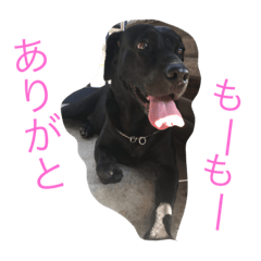[LINEスタンプ] 山中家のかわいい黒ラブスタンプ