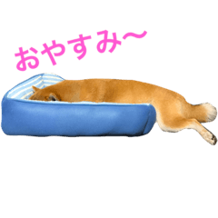 [LINEスタンプ] 柴犬太郎のおやすみ・おはようスタンプ