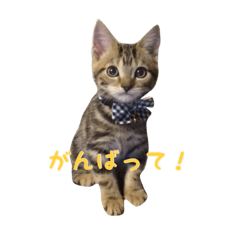 [LINEスタンプ] アメショのギネピーの写真スタンプ