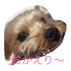 [LINEスタンプ] わがまま ワンコ