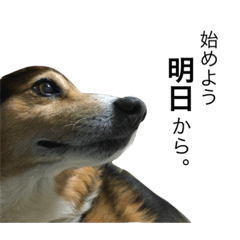 [LINEスタンプ] 愛犬 ルイくん 1