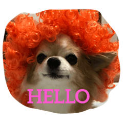 [LINEスタンプ] チワワスタンプj