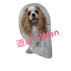 [LINEスタンプ] キャバリアのワン語