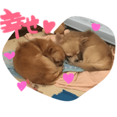 [LINEスタンプ] ちぃぷぅ夫婦の日常
