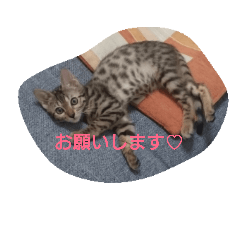[LINEスタンプ] ベンガル猫ベルの日常使えるスタンプ
