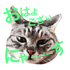 [LINEスタンプ] ネコのつーちゃん