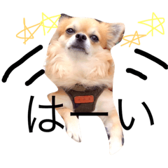 noaチワワ