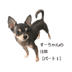 [LINEスタンプ] すーちゃんの日常