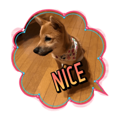 [LINEスタンプ] 柴犬たらこ
