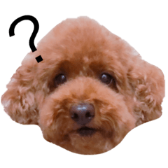 [LINEスタンプ] トイプードル ノエたん