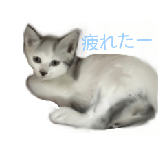 [LINEスタンプ] mister Neko kitten