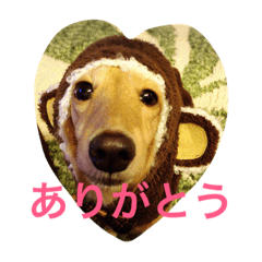 [LINEスタンプ] ミニチュアダックス もも
