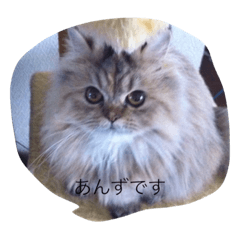 [LINEスタンプ] neko no Sticker